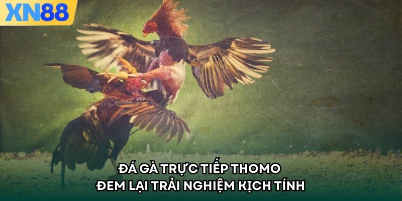 Đá Gà Trực Tiếp Thomo - Đem Lại Trải Nghiệm Kịch Tính